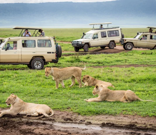 Activități de top în timp ce esti în Safari