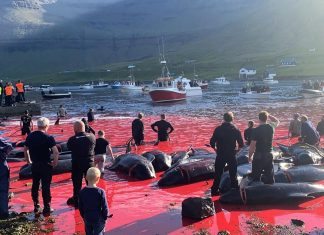 Călătorii cu barca pentru observarea balenelor și delfinilor