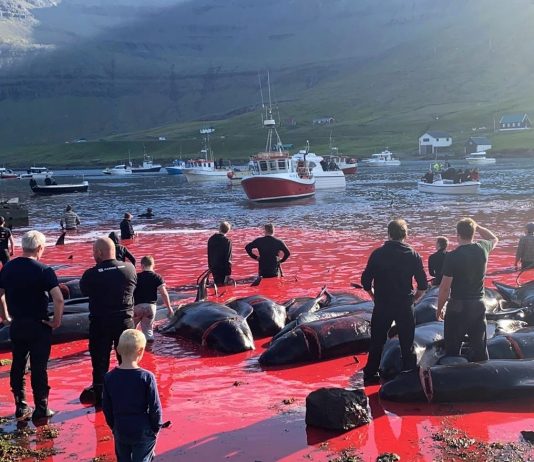Călătorii cu barca pentru observarea balenelor și delfinilor