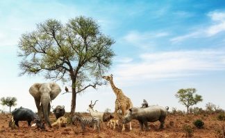 Cand sa vizitezi Africa de Sud: Când să mergi și ce să eviți!