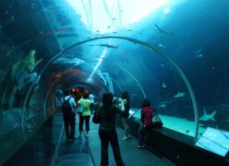 Cele mai bune acvarii din Marea Britanie