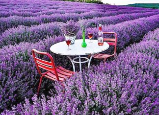 Cum să faci cea mai bună excursie posibilă în Provence