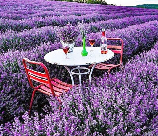 Cum să faci cea mai bună excursie posibilă în Provence