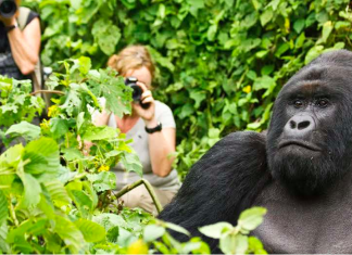 Cum să mergi la Gorilla Trekking în Rwanda