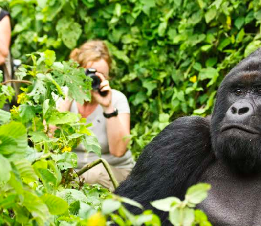 Cum să mergi la Gorilla Trekking în Rwanda