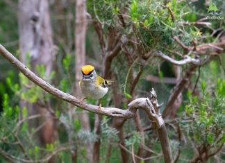 Excursii în aer liber: Safari, observarea păsărilor, călărie, ciclism