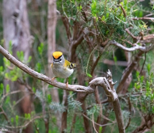 Excursii în aer liber: Safari, observarea păsărilor, călărie, ciclism