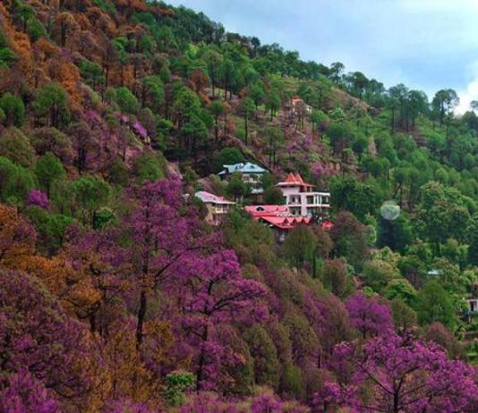 Lucruri de făcut în Kasauli pentru un weekend uimitor