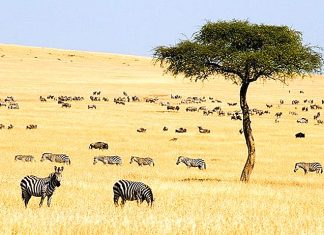 Lucruri de făcut în Kenya – Top atracții turistice