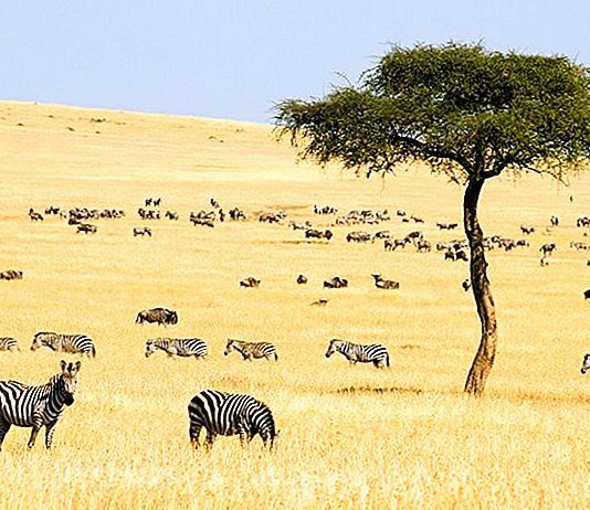 Lucruri de făcut în Kenya – Top atracții turistice