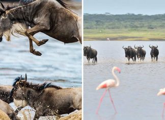 Masai Mara vs Serengeti – Ce parc ar trebui să alegi?