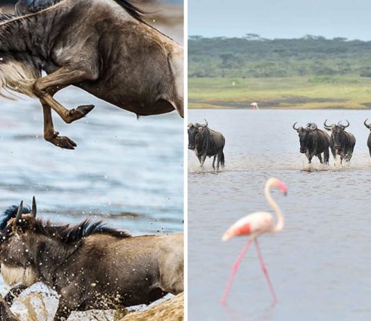 Masai Mara vs Serengeti – Ce parc ar trebui să alegi?