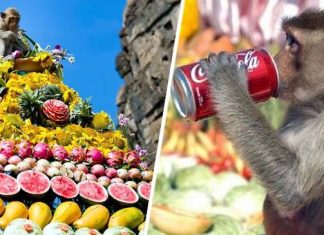 Monkey Buffet Festival – Festivalul de Bufet de Maimuțe