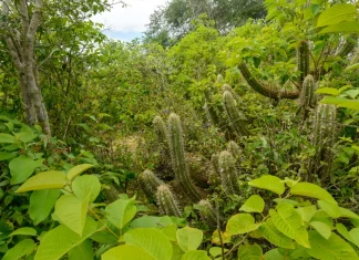 Pădurea tropicală amazoniană din Peru