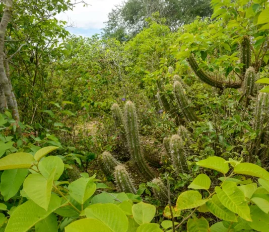 Pădurea tropicală amazoniană din Peru