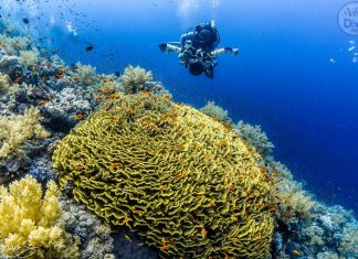 Planificarea unei excursii de scufundări: Ghidul complet