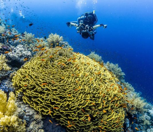 Planificarea unei excursii de scufundări: Ghidul complet