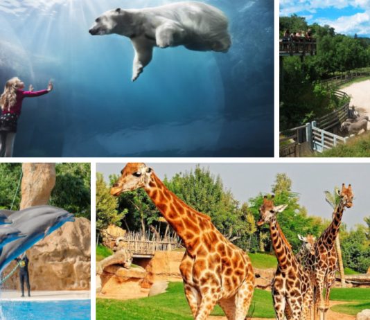 Top cele mai bune grădini zoologice din Marea Britanie