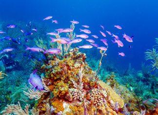 Unde să găsești cele mai frumoase recife de corali din lume