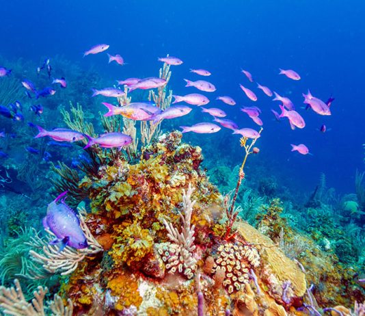 Unde să găsești cele mai frumoase recife de corali din lume